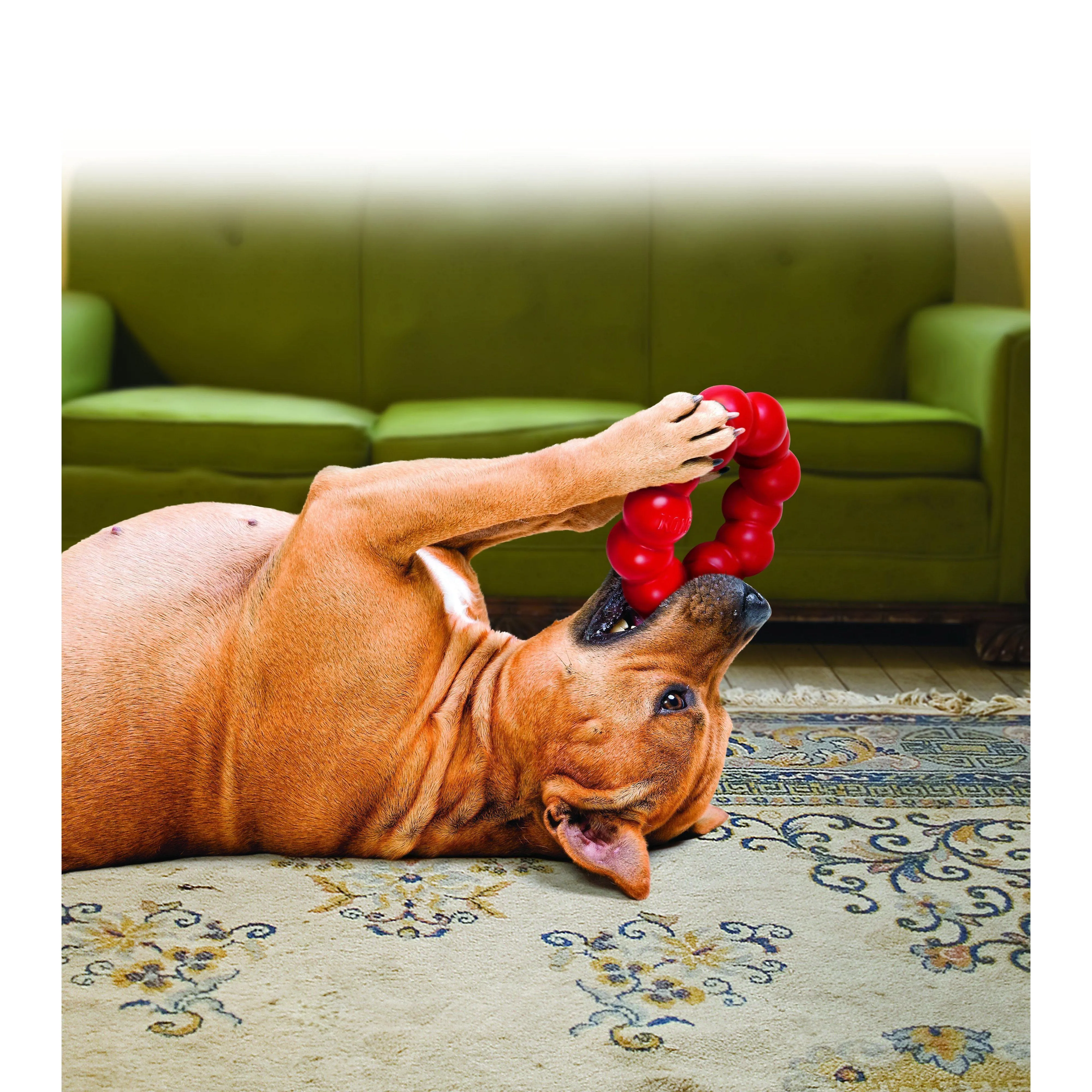 KONG Ring Small/Medium Dog Toy^^^