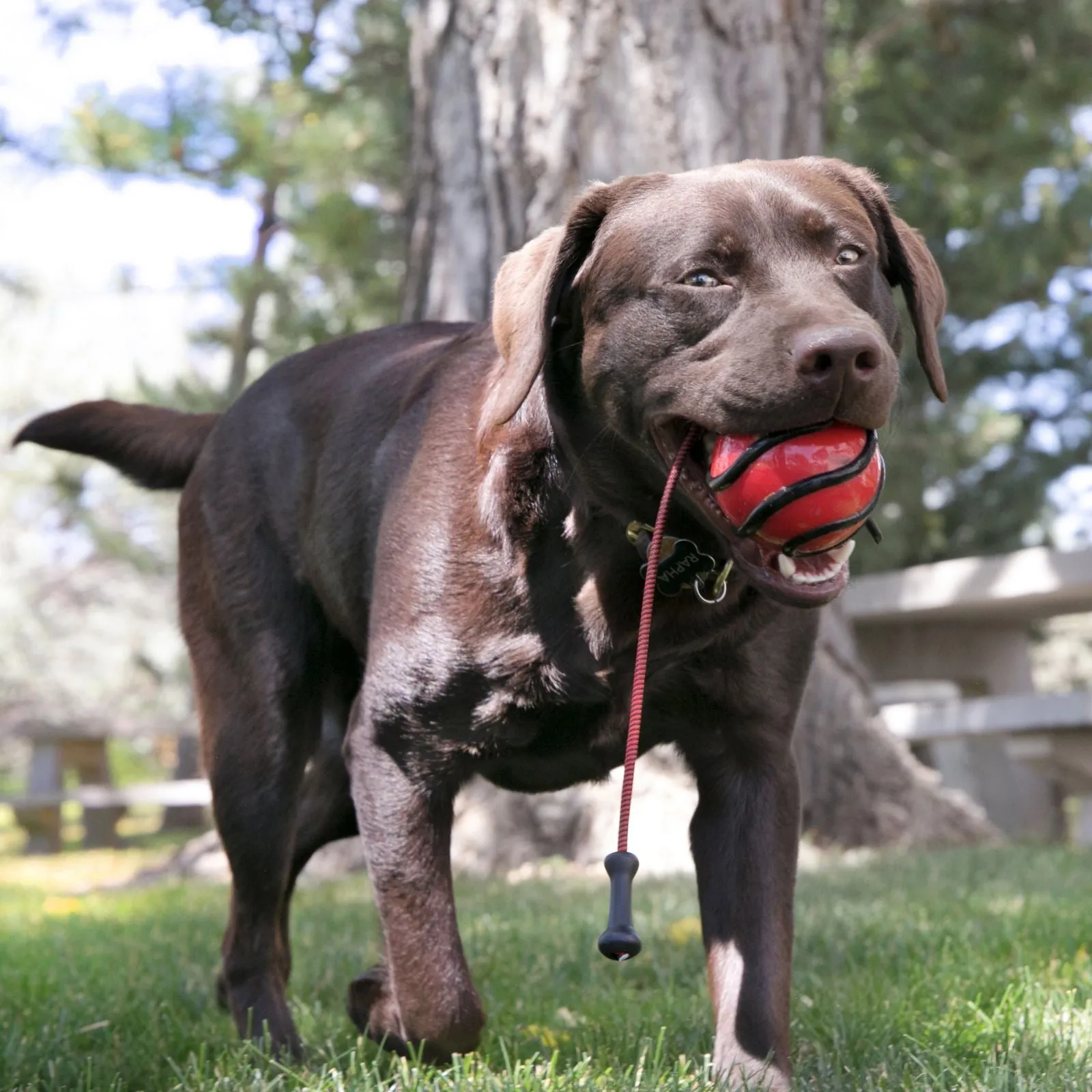 Kong Wavz Bunjiball Dog Toy