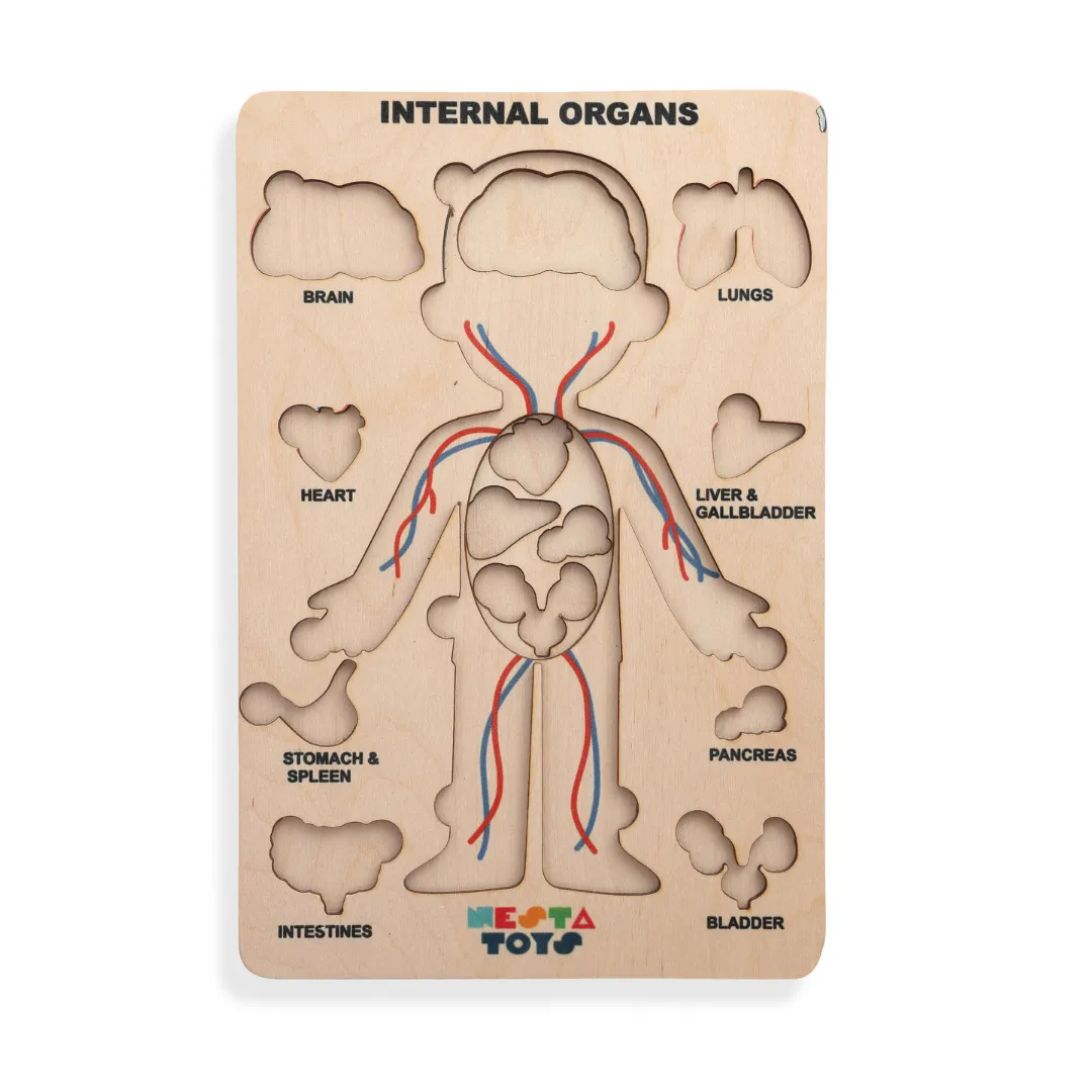 Nesta Toys - Human Anatomy | Internal Organs Puzzle