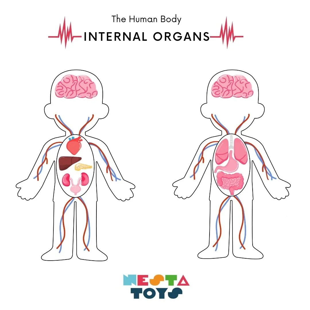 Nesta Toys - Human Anatomy | Internal Organs Puzzle