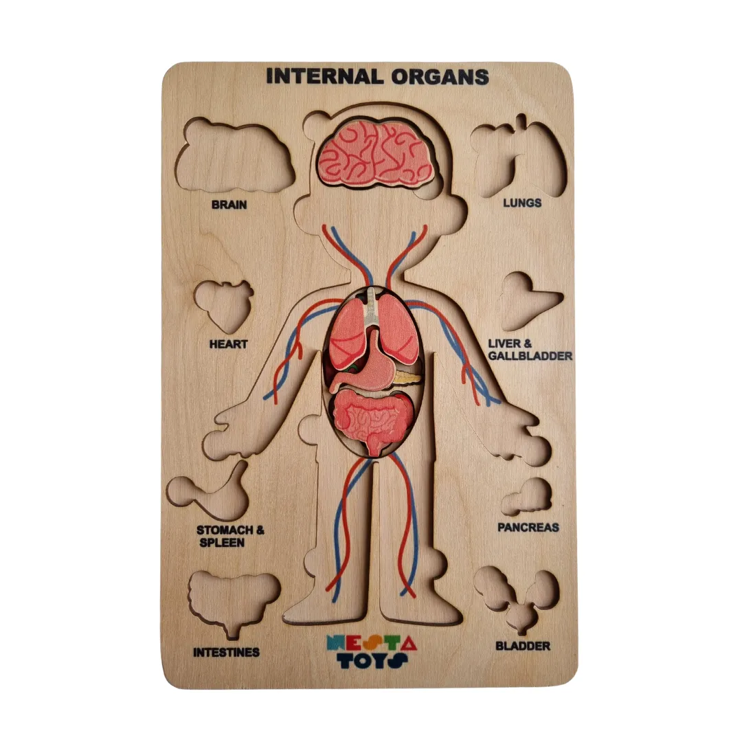 Nesta Toys - Human Anatomy | Internal Organs Puzzle