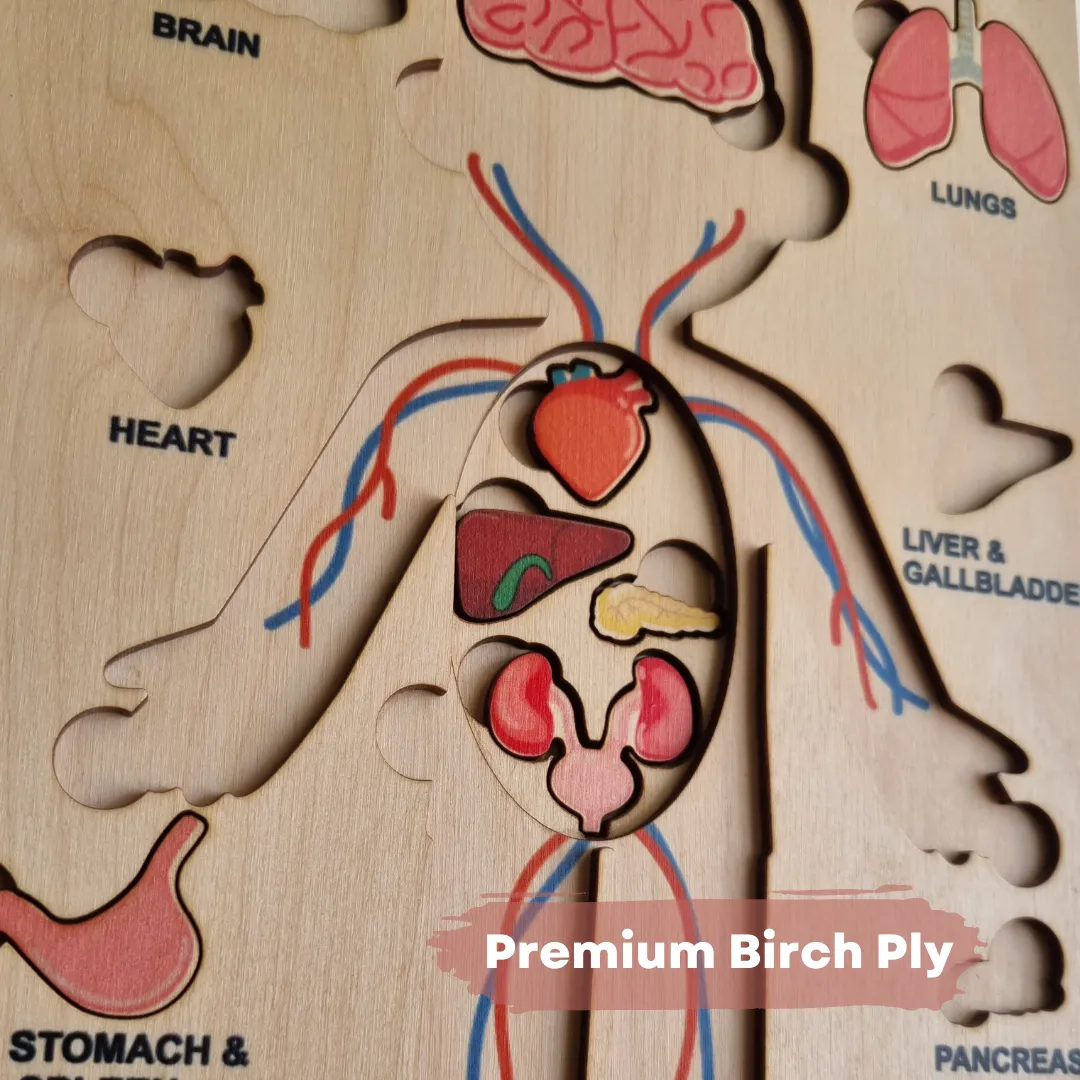 Nesta Toys - Human Anatomy | Internal Organs Puzzle